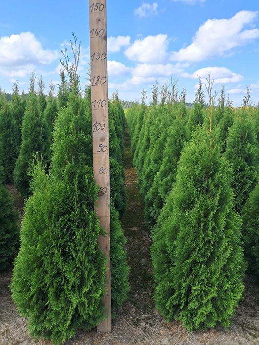Tuja Szmaragd 120cm GAT 1, Gwar. przyjęcia, Bardzo Gęste, Szkółka, Dowóz