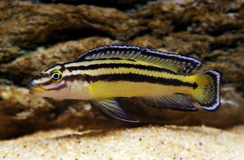 GB TANGANIKA Naskalnik Regana, Julidochromis Regani - dowóz ryb!