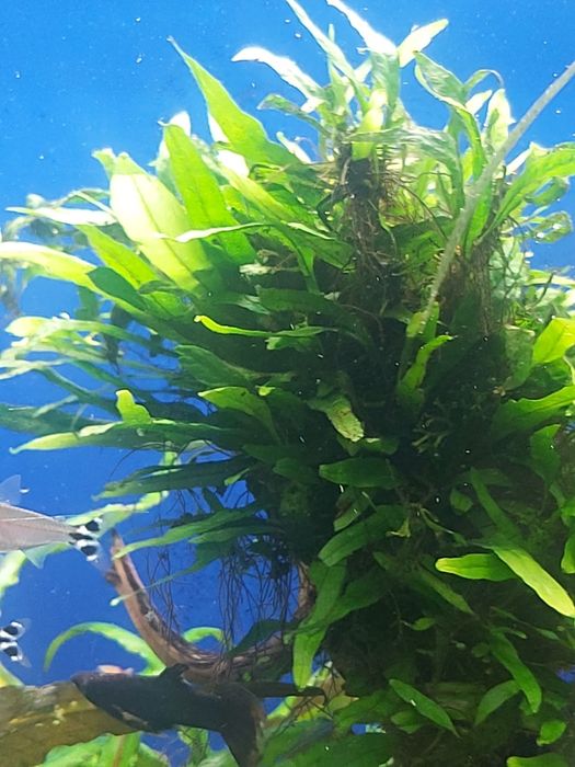 Microsorium Mini