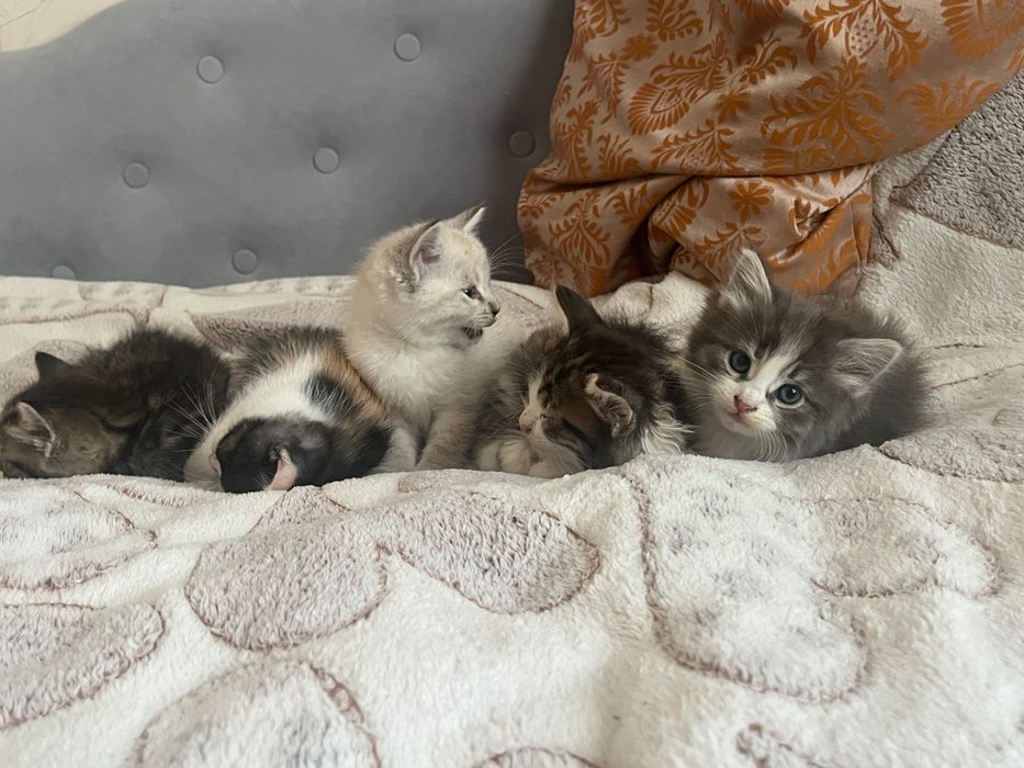 Котики безкоштовно