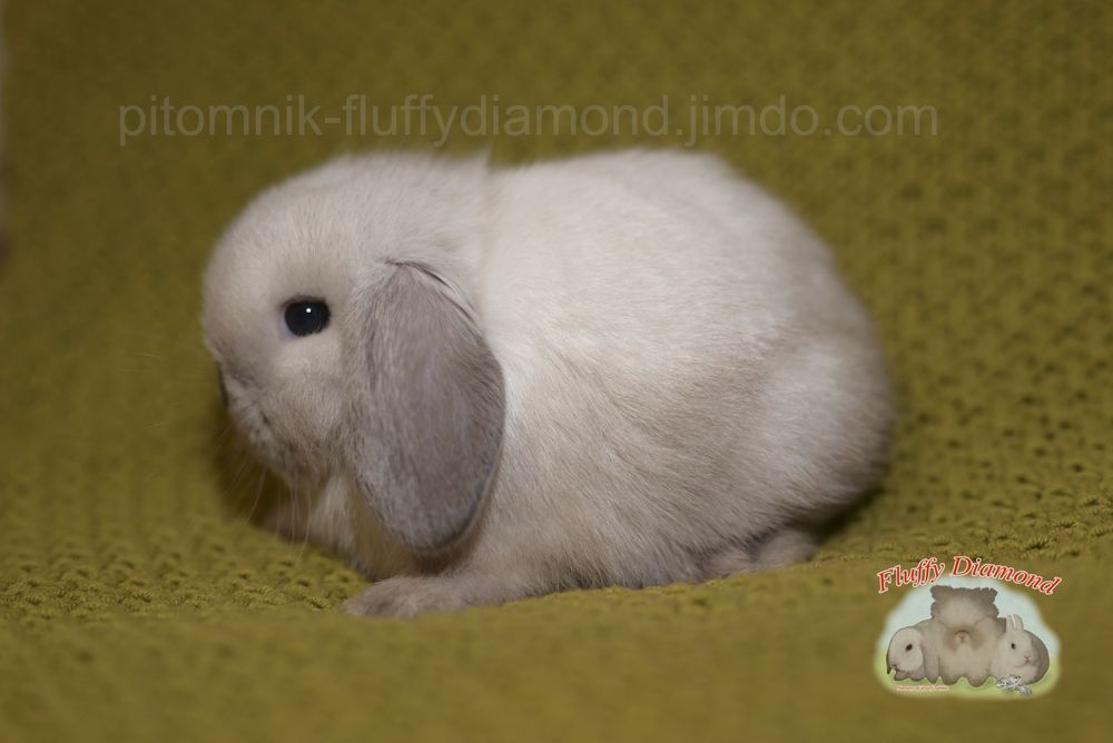 Дівчинка породи NHD (Nederlandse Hangoor Dwerg)