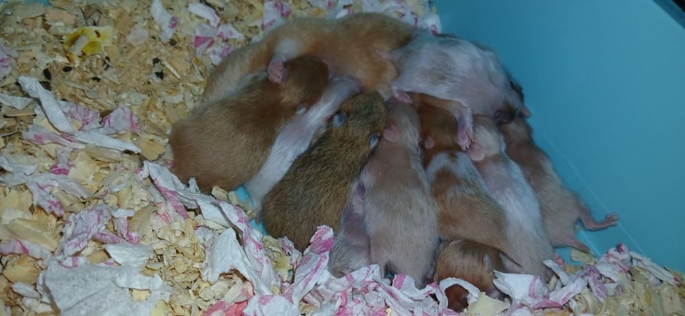 Хом'як безкоштовно