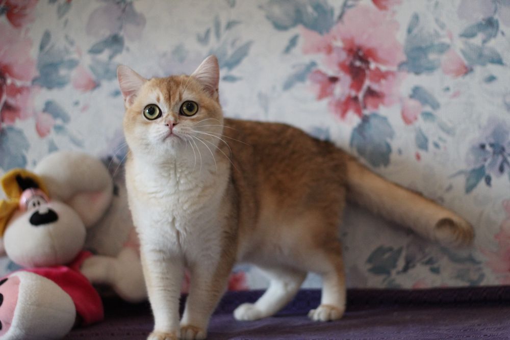 Золотий апельсін запрошує дам на побачення