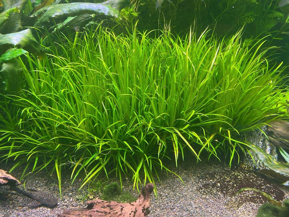 Blyxa japonica - blyksa japońska