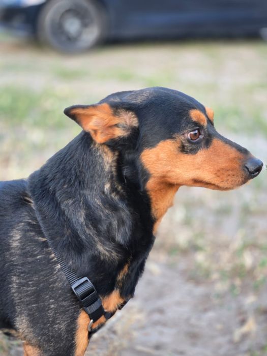 Отдам пса-компаньона, метис таксы, 2 года, кобель