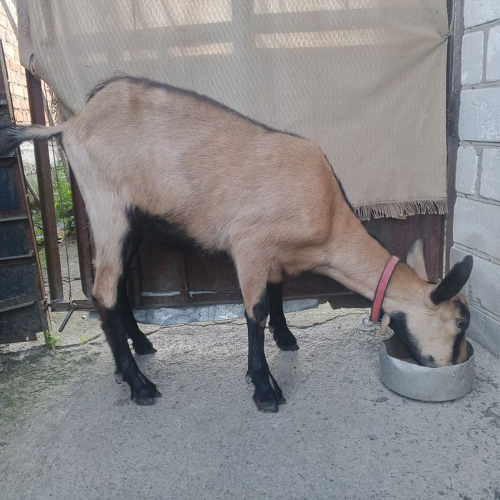 Кози  альпійські