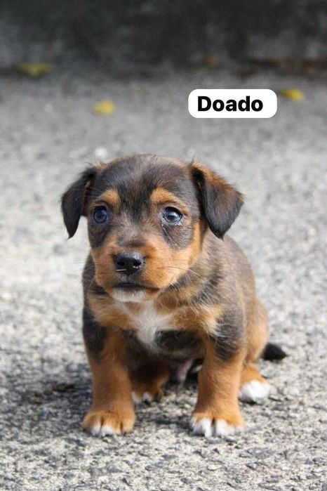 Cachorrinhos para adotar