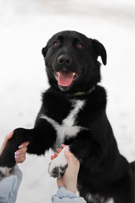 Віддам собаку в добрі руки