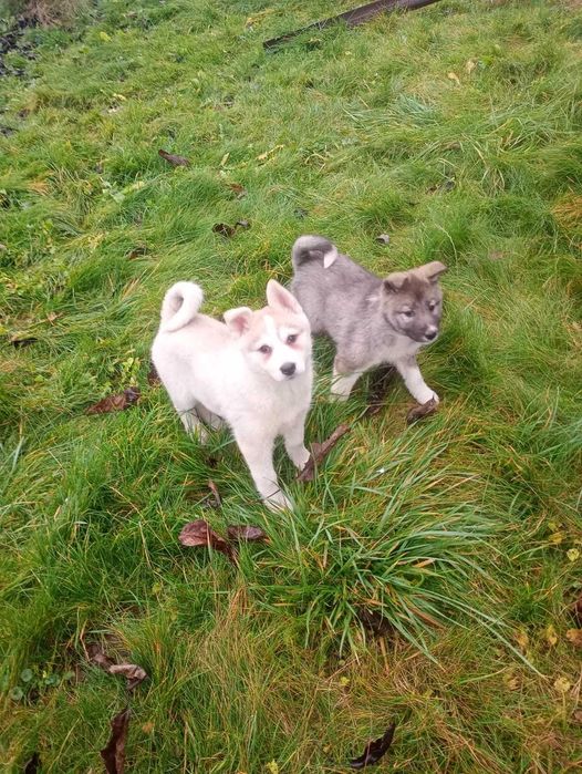 Łajka Zachodniosyberyjska