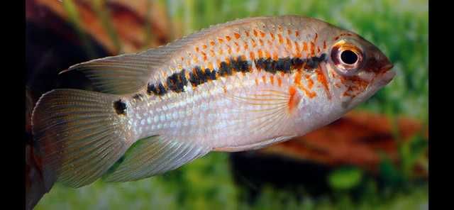 Krobia xinguensis pielęgnica z Rio Xingu - młode 2-4cm