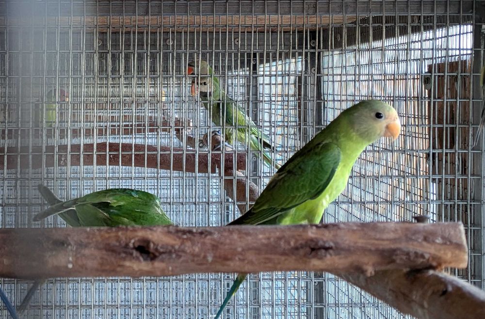 Cabeça de ameixa (2 machos) - Psittacula cyanocephala