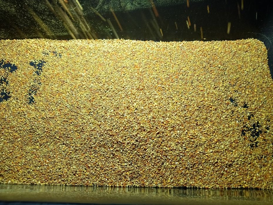 Sprzedam Pyłek Pszczeli słoik 900 ml