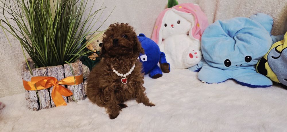 Pudel Toy xxs  samczyk 4 miesięczny po przebadanym Ojcu