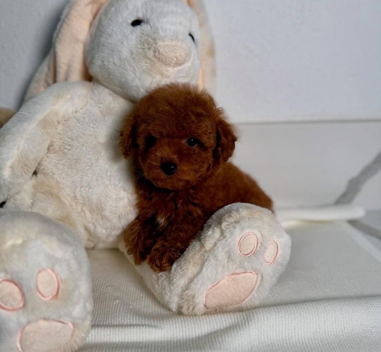 Шикарна дівчина той пудель ред браун,кітай