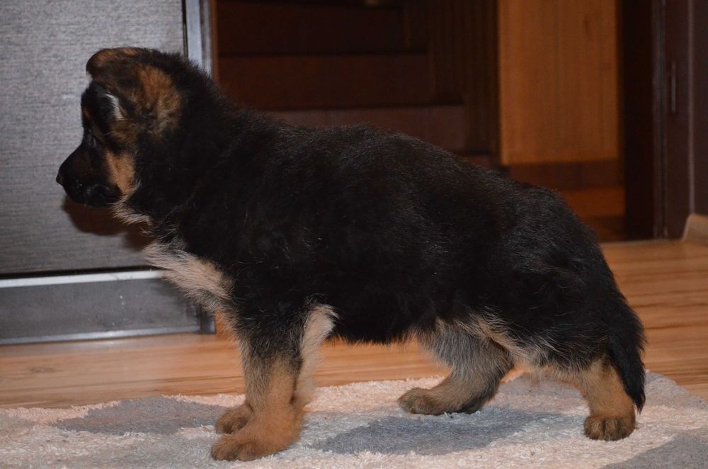 Owczarek Niemiecki Krótkowłosy SPRZEDAŻ!