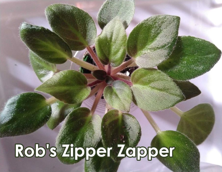 набор: 9 шт. фиалка взрослая-стартёры-детки(сенполия)