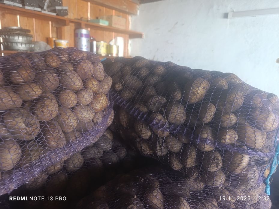 Насіння картоплі Арізона