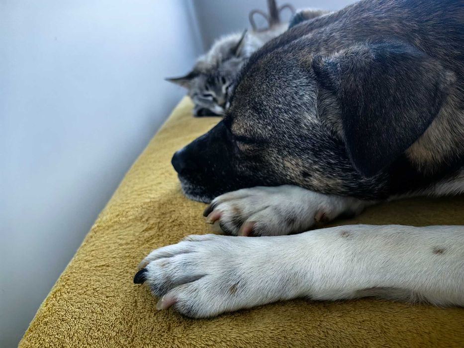 oddam psa, piesek szuka domu PILNIE