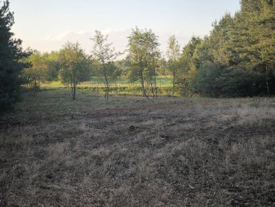 Czyszczenie działek, wycinka drzew