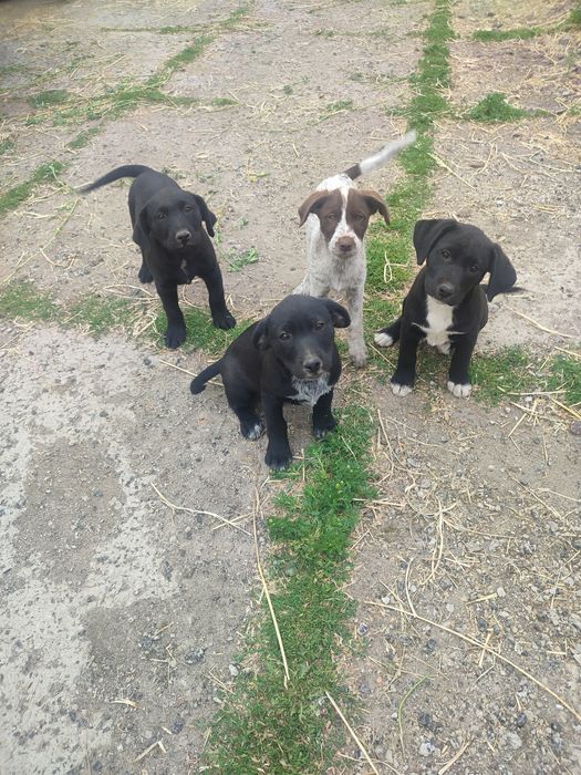 Віддам цуценят дівчаток в добрі руки