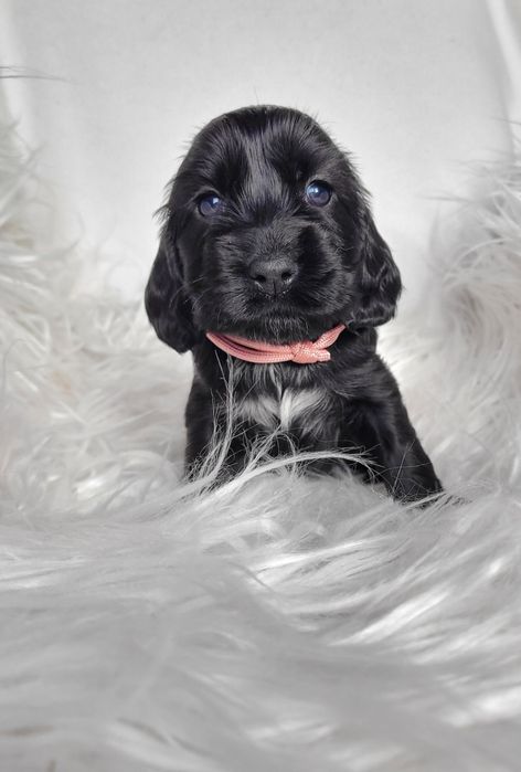 Cocker spaniel angielski gotowe do odbioru