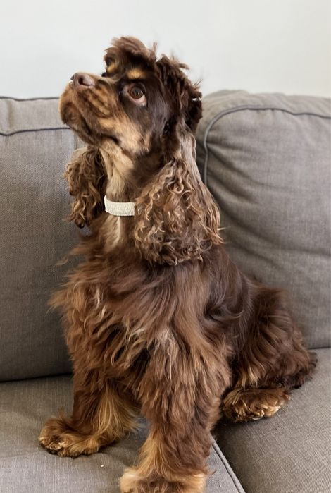 Uroczy piesek  American Cockapoo chocolate tan - cocker amerykański & pudel