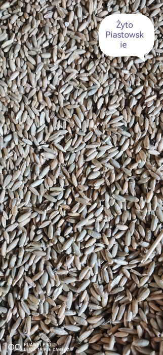 Żyto Piastowskie 2 rok po centrali