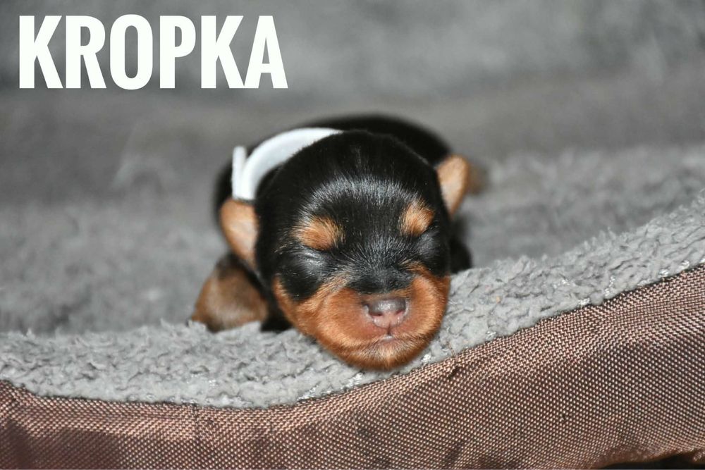 Yorkshire terrier suczki