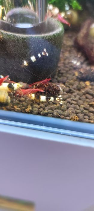 Caridinas crystal black e red puras e neocaridina Yellow néon back