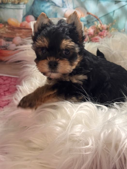 Yorkshire terrier suczka