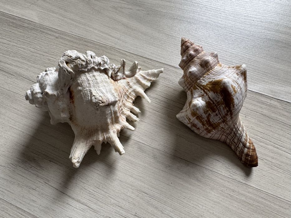 Muszle morskie dekoracyjne