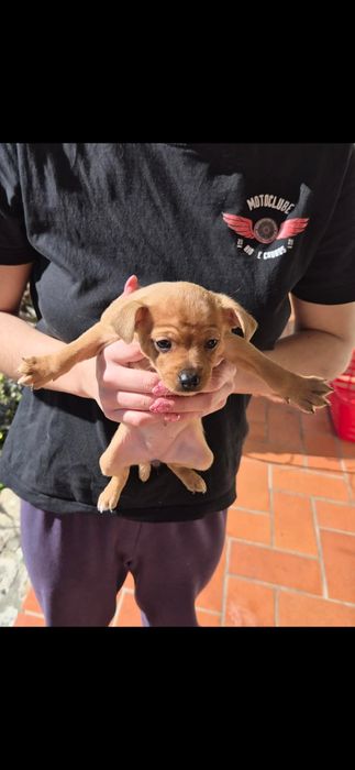 Pincher o seu animal de estimação