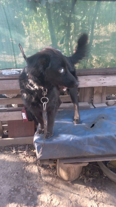 Одам щенка срочно в хорошые руки