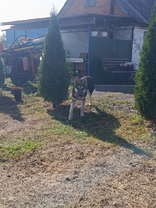 Продам східно європейську вівчарку,хлопчик  6 місяці.