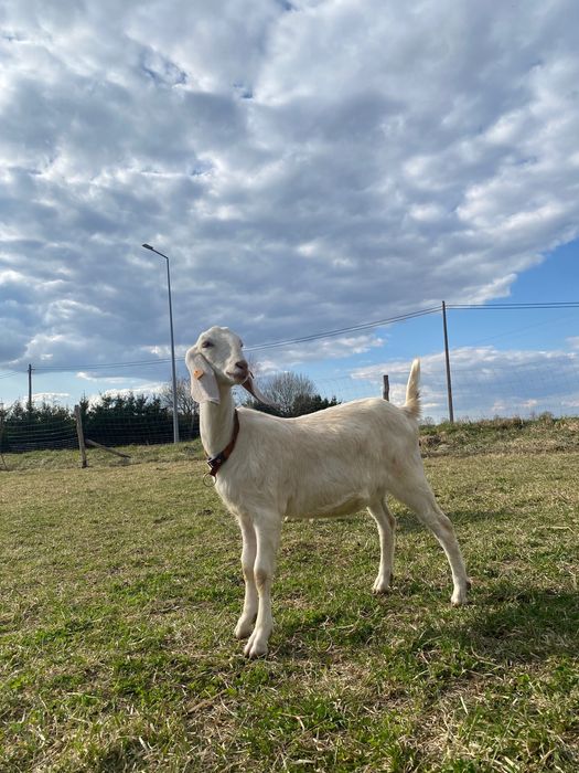 Ekologiczne mleko kozie