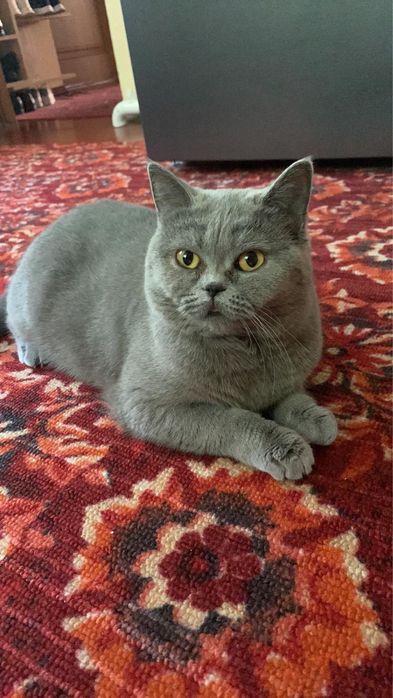 Британка кішка продам