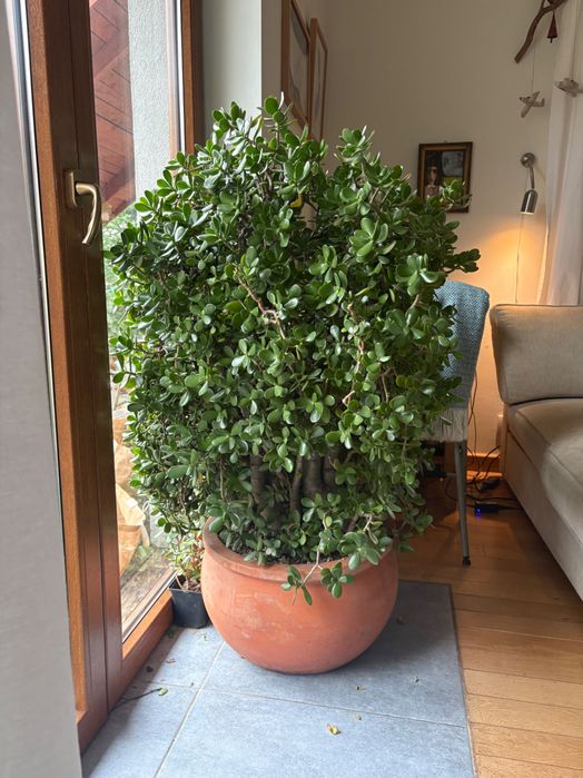 Grubosz gigant, piękny!