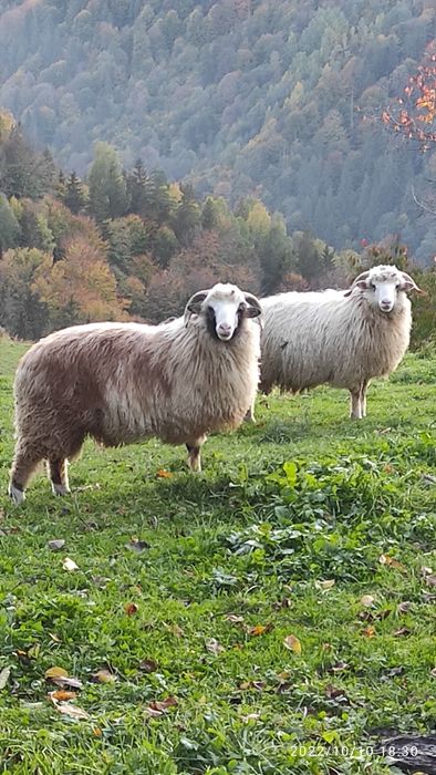 Продам Карпатські Вівці і Барани