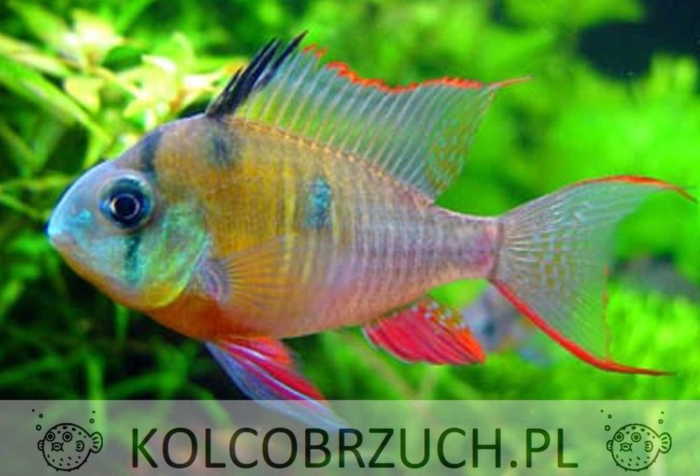 Pielęgniczka boliwijska - Mikrogeophagus altispinosus - dowóz, wysyłka