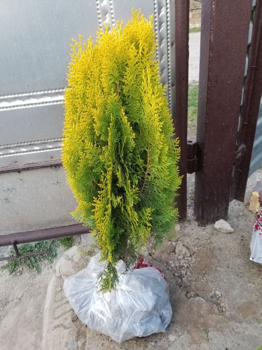 Туя,самшит- доступна ціна-є опт