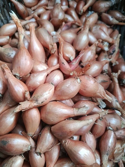 Цибуля кущовка домашня