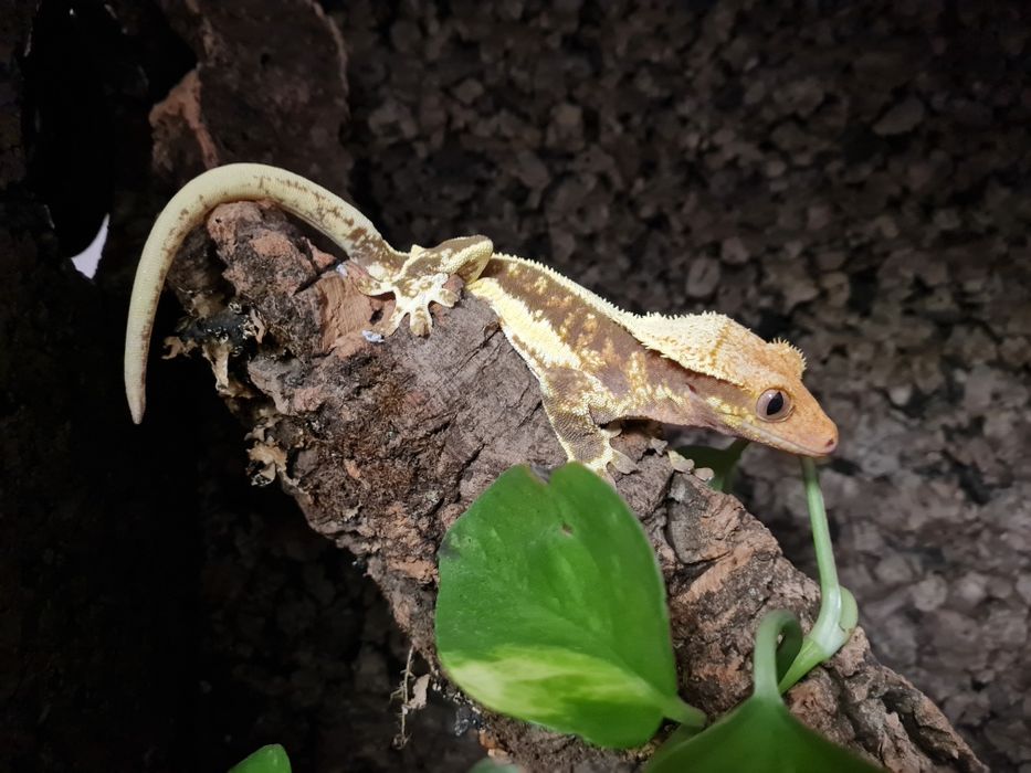 Gekon orzęsiony Lily White + terrarium