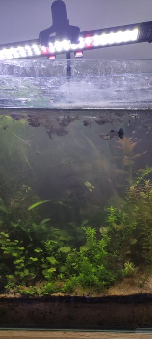 Vendo Guppies Machos e Fêmeas