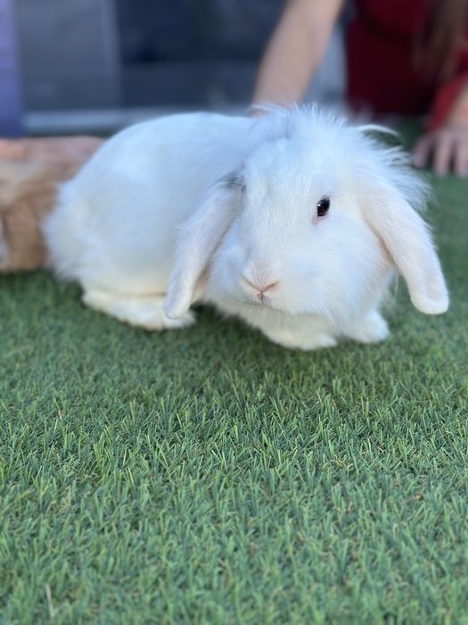 2 coelhos anoes ( meninas )