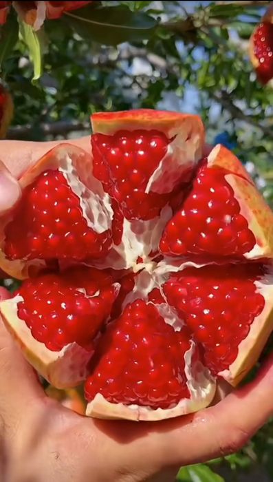 Инжир гранат туи