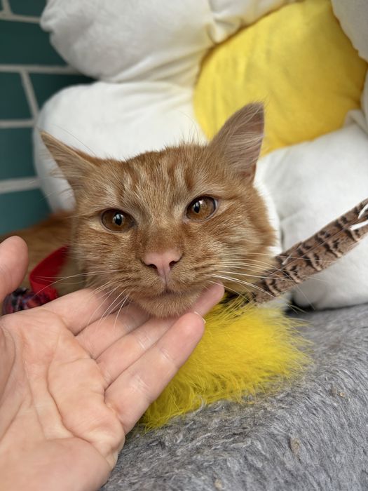 Рудий молодий кіт котик 7-8 місяців
