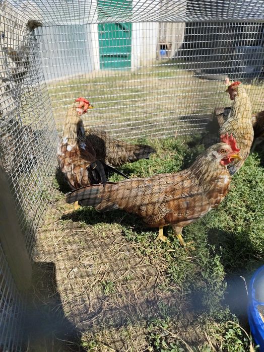 Продам декоративних півників
