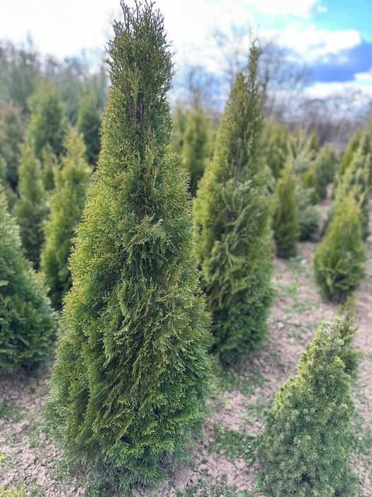 Туя смарагд насадження