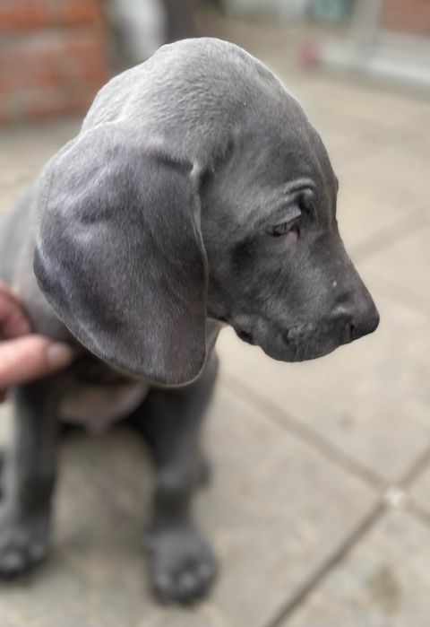 Wyżeł Wajmarski piesek na sprzedaż