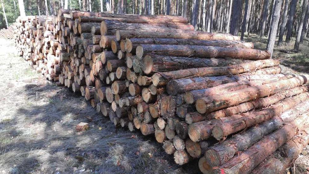 Słupki drewniane stemple budowlane pale drągi wałki sosnowe betonowe